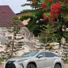 Lexus RX350 2020 Model